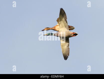 Männliche und weibliche Stockente (Anas Platyrhynchos) fliegen sehr nahe beieinander auf Geschwindigkeit Stockfoto