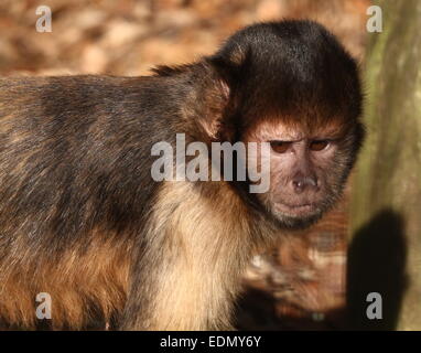 Nahaufnahme des Kopfes eines südamerikanischen Golden-bellied oder -Leitung Kapuziner-Affen (Cebus Xanthosternos, Sapajus Xanthosternos) Stockfoto