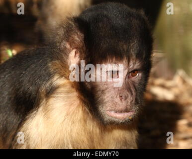 Nahaufnahme des Kopfes eines südamerikanischen Golden-bellied oder -Leitung Kapuziner-Affen (Cebus Xanthosternos, Sapajus Xanthosternos) Stockfoto