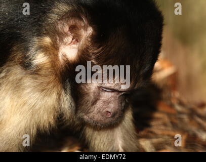 Nahaufnahme des Kopfes eines südamerikanischen Golden-bellied oder -Leitung Kapuziner-Affen (Cebus Xanthosternos, Sapajus Xanthosternos) Stockfoto