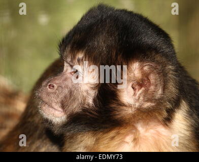 Nahaufnahme des Kopfes eines südamerikanischen Golden-bellied oder -Leitung Kapuziner-Affen (Cebus Xanthosternos, Sapajus Xanthosternos) Stockfoto