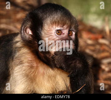 Nahaufnahme des Kopfes eines südamerikanischen Golden-bellied oder -Leitung Kapuziner-Affen (Cebus Xanthosternos, Sapajus Xanthosternos) Stockfoto