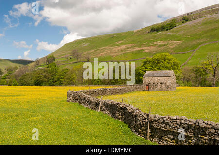 Traditionelle Blumenwiesen im Swaledale im Frühsommer, Butterblumen und Wildblumen, Muker, North Yorkshire, UK. Stockfoto