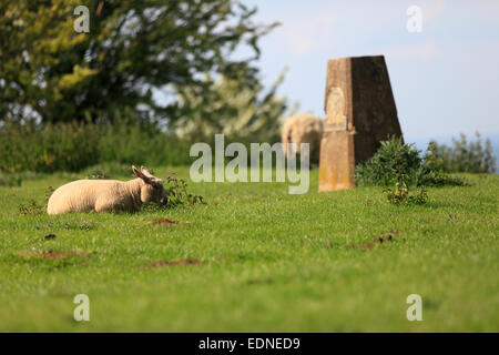 Lamm Weiden bei Dover Hügel, Campden, Gloucestershire, England, uk Stockfoto