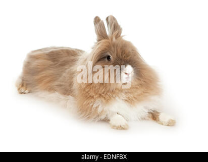 Löwenkopf Kaninchen. Stockfoto