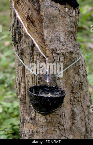 Latex oder Liquid Rubber Sammlung aus einem eingeschnittenen Baum in Kerala Stockfoto