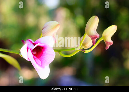 Schöne lila Orchidee im Garten Natur Stockfoto