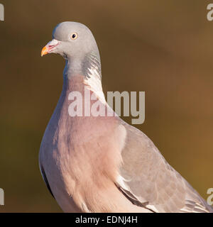 Ein Woodpigeon (Columba Palumbus) in Großbritannien Stockfoto