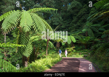 Farn Trees, Caldeira Velha, Sao Miguel, Azoren, Portugal Stockfoto