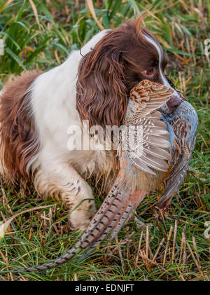 English Springer Spaniel ein Arbeitshund Gun, abrufen, oder tragen, ein Fasan, die auf einer englischen Fasan-Shooting gedreht wurde Stockfoto