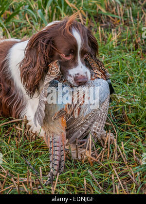 English Springer Spaniel ein Arbeitshund Gun, abrufen, oder tragen, ein Fasan, die auf einer englischen Fasan-Shooting gedreht wurde Stockfoto