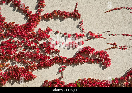 Japanische Creeper, Boston-Efeu oder Woodbine (Parthenocissus Tricuspidata), Bayern, Deutschland Stockfoto