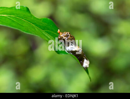 Raupe des tropischen Riesen Schwalbenschwanz Schmetterling (Papilio Cresphontes), der imitiert Vogelkot als Tarnung Stockfoto