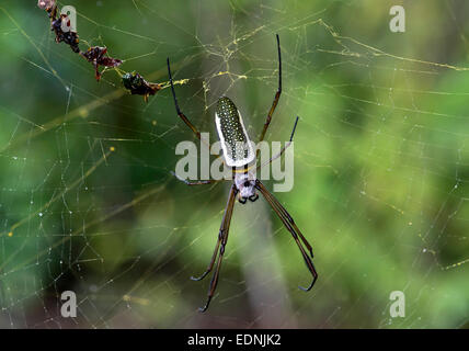 Golden Silk Orbweaver (Nephila Clavipes), Weiblich, Naturschutzgebiet Tambopata, Region Madre De Dios, Peru Stockfoto