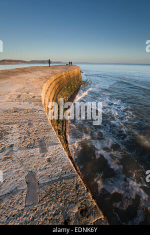 Der Cob Lyme Regis Dorset, UK Stockfoto