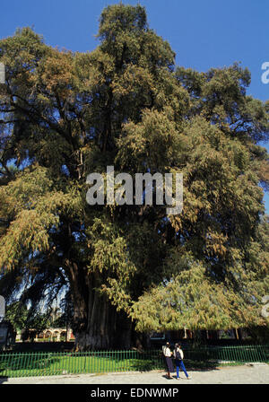 Der Riese 2.000 Jahre alten Tule Baum in Oaxaca mit einem Umfang von fast 55mtrs - es ist eine Montezuma-Zypresse (Taxodium Mucronatum) Stockfoto