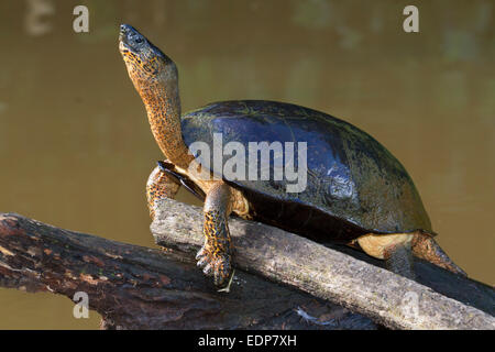 Black River Schildkröte (Rhinoclemmys Funerea) nehmen Sonnenbad, Tortuguero, Costa Rica. Stockfoto