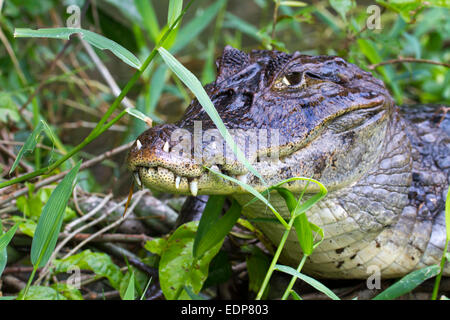 Brillentragende Kaiman (Caiman Crocodilus) mit Zähnen durch Lippen, versteckt in Grass an der Kanalküste, Tortuguero, Costa R wächst Stockfoto