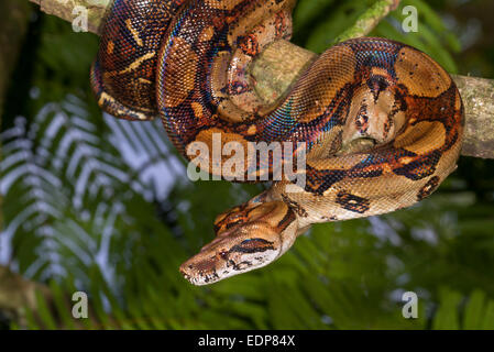 Kaiser-Boa (Boa Constrictor Imperator) hängt in einem Baum, Tortuguero, Costa Rica. Stockfoto