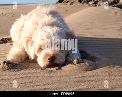 Kleine weiße Labradoodle Hund am Strand bereit zum Sprung. Stockfoto