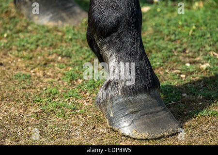 New Forest Pony HUF Stockfoto