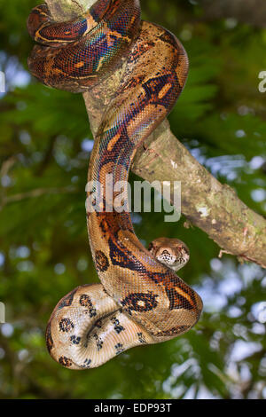 Kaiser-Boa (Boa Constrictor Imperator) hängt in einem Baum, Tortuguero, Costa Rica. Stockfoto