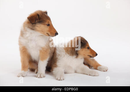 Rough Collie, Welpen, 8 Wochen, Zobel-weiß | Collie, Welpen, 8 Wochen, Zobel-weiß Stockfoto