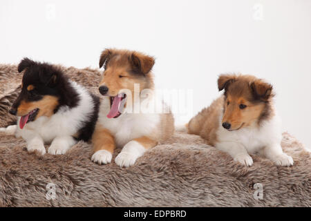 Rough Collie, Welpen, 8 Wochen | Collie, Welpen, 8 Wochen Stockfoto