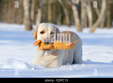 gelber Labrador im Schnee im Winter mit einem orange Spielzeug spielen