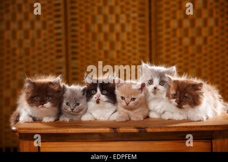 British Longhair Katzen, Kätzchen, 9 Wochen, und British Kurzhaar Katzen, Kätzchen, 6 Wochen | Britisch Langhaar, Kaetzchen, 9 Wochen, un Stockfoto