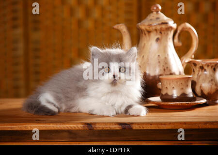 British Longhair Katze, Kätzchen, 9 Wochen, blau-weiß | Britisch Langhaar, Kaetzchen, 9 Wochen, blau-weiß / Blau-Weiss Stockfoto