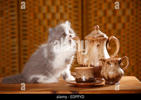 British Longhair Katze, Kätzchen, 9 Wochen, blau-weiß | Britisch Langhaar, Kaetzchen, 9 Wochen, blau-weiß / Blau-Weiss Stockfoto