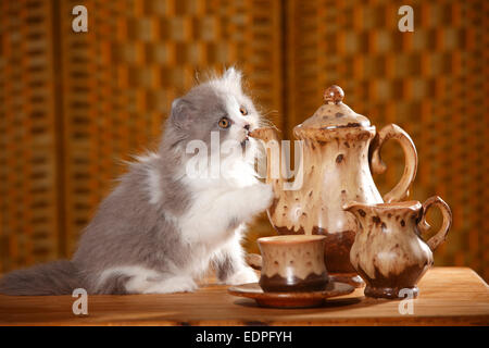 British Longhair Katze, Kätzchen, 9 Wochen, blau-weiß | Britisch Langhaar, Kaetzchen, 9 Wochen, blau-weiß / Blau-Weiss Stockfoto