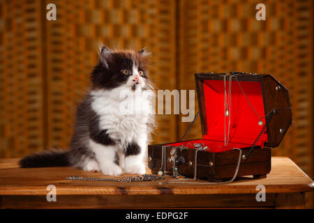 British Longhair Katze, Kätzchen, 9 Wochen, schwarz-weiß-Hülle | Kaetzchen, Britisch Langhaar, Schwarz-Weiss, Schmuckkae, 9 Wochen Stockfoto