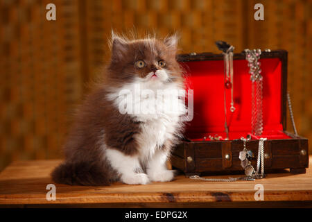 British Longhair Katze, Kätzchen, 9 Wochen, Schokolade-weiß, Jewel-case Stockfoto