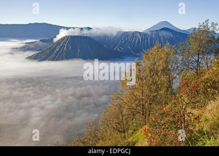 Sonnenaufgang über dem Mount Bromo / Gunung Bromo, Cargocontainern Vulkan und Teil des Tengger-Massivs, Ost-Java, Indonesien Stockfoto