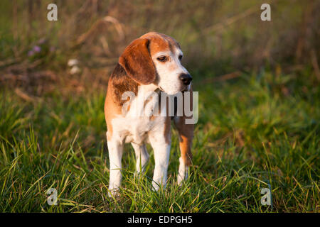 Stammbaum tüchtig Foxhound Beagle auf Wiese. Stockfoto