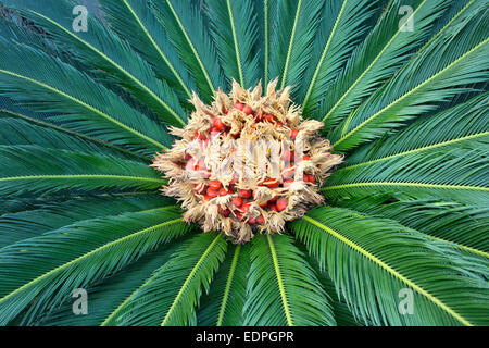 Sagopalme, produzieren eine Filz Masse in der Mitte des Blattes Masse. Stockfoto