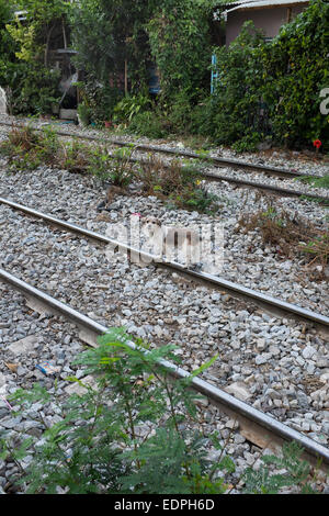 Hund auf der Bahn verfolgt in der Innenstadt von Bangkok Stockfoto