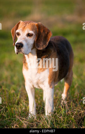 Stammbaum tüchtig Foxhound Beagle auf Wiese Stockfoto