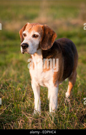 Schöne reinrassige smart Beagle Jagdhund im Sommerweide. Stammbaum tüchtig Foxhound Beagle auf Wiese Stockfoto