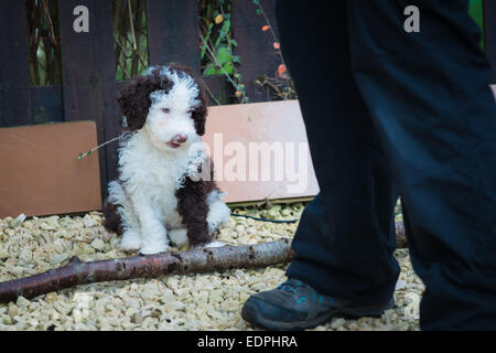 Spanischer Wasserhund Welpen sitzen und niedlich Stockfoto