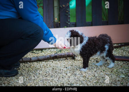 Spanischer Wasserhund Welpen Stockfoto