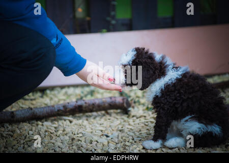 Spanischer Wasserhund Welpen bekommen ein Leckerbissen gefüttert Stockfoto
