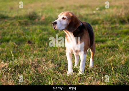 Schöne reinrassige smart Beagle Jagdhund im Sommerweide Stockfoto