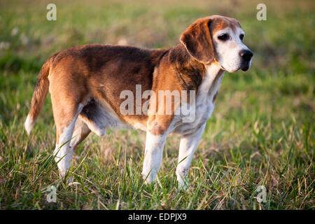 Stammbaum tüchtig Foxhound Beagle auf Wiese.  Schöne reinrassige smart Beagle Jagdhund im Sommerweide Stockfoto