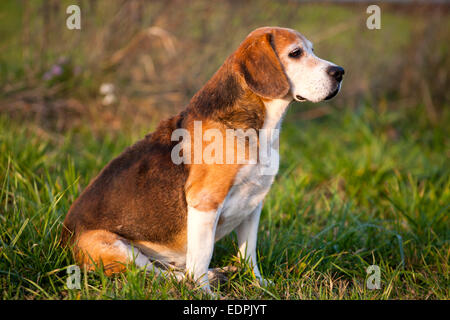 Schöne reinrassige smart Beagle Jagdhund im Sommerweide. Beagle auf Wiese, Rassehund, stehend auf Rasen Gras Stockfoto