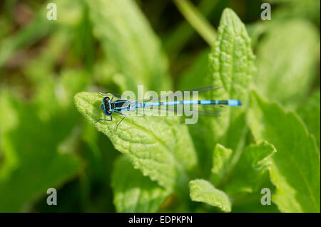 Eine Hufeisen-azurjungfer (Coenagrion puella) im Unterholz am Rande des Waldes bei Tophill niedrige Naturschutzgebiet in East Yorkshire, England Stockfoto