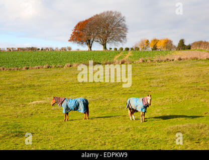 Zwei Pferde tragen Wintermäntel stehend in einem Feld im Herbst, in der Nähe von East Kennet, Wiltshire, England, Großbritannien Stockfoto