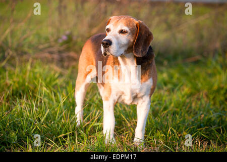 Schöne reinrassige smart Beagle Jagdhund im Sommerweide. Stammbaum tüchtig Foxhound Beagle auf Wiese Stockfoto